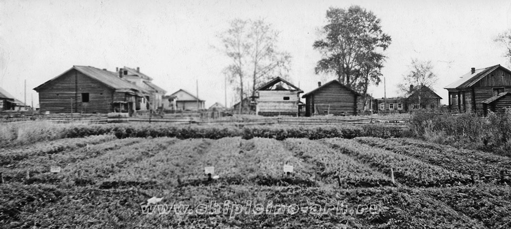 Шипицыно плантация Котласской лесной опытной станции в 1952 году